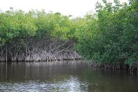 Mangroves by a river.
