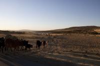People drive herds of oxen and sheep great distances to water them at this reservoir.