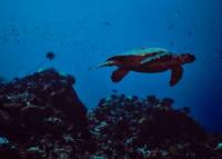 Friends of Ocean Action