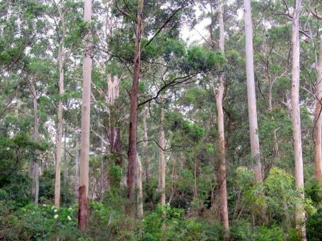Forest with some bare trees and some trees with leaves