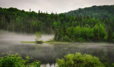 forest