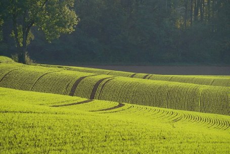 Farmland