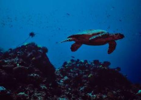 Friends of Ocean Action
