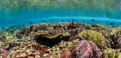 Coral reef.