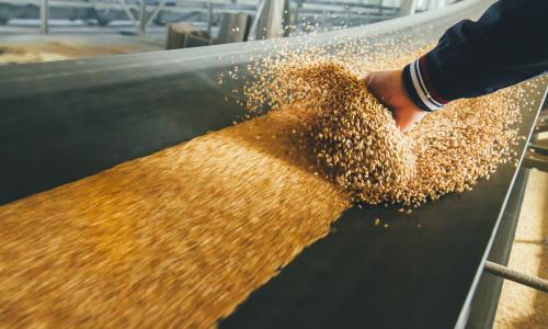 Person's hand feeling grain on conveyer belt