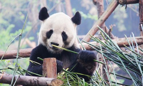 panda