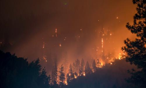 Forest fires